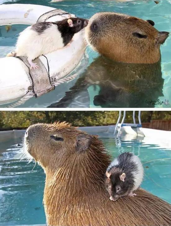 人见人爱车见车载花见花开,人见人爱花见花开车见车英文