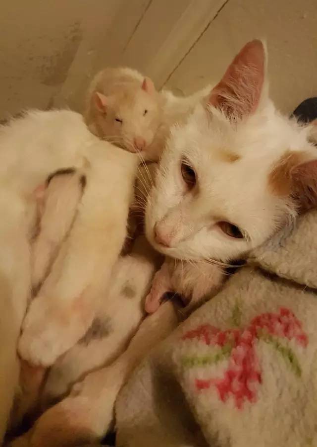 橘猫开门乱窜,橘猫跑到车里怎么办