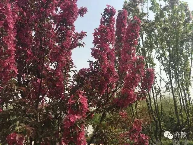 临淄:特色小镇的春天——金岭敬仲朱台齐陵