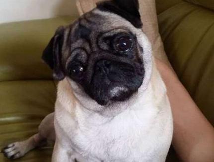 毛小孩吃药后突然倒地翻白眼，吓坏主人！结果却让人笑翻了