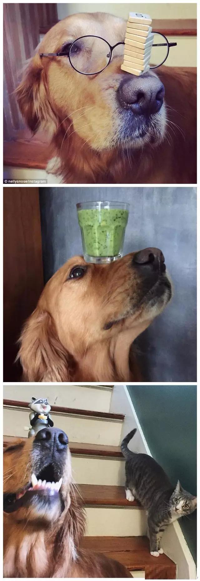 狗狗控萌图第660期,一张图看出狗狗诡计多端柯基