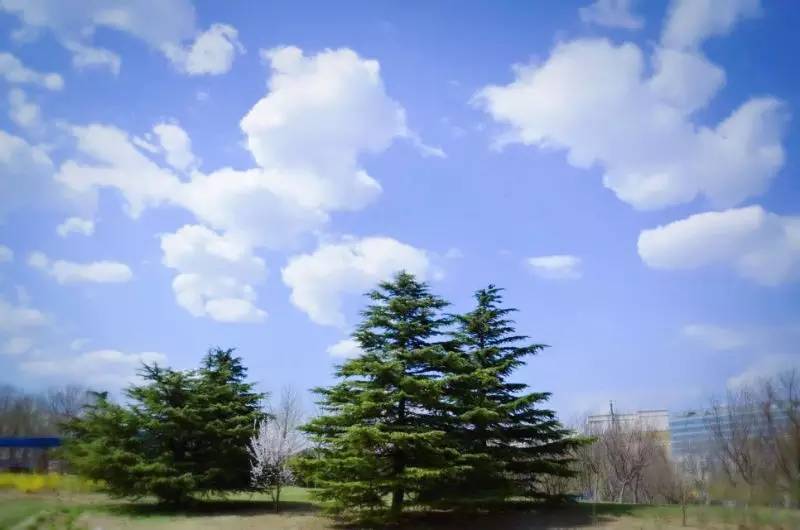 回龙观征婚网,征婚启事爆红全网