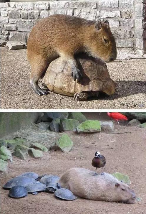 人见人爱车见车载花见花开,人见人爱花见花开车见车英文