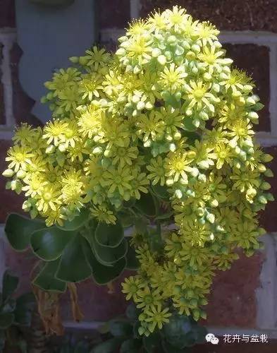 黑法师开花后怎么处理,黑法师花怎么养