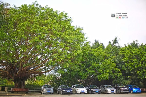 有一种春天叫牡丹花开,有一种春天叫花开艳丽