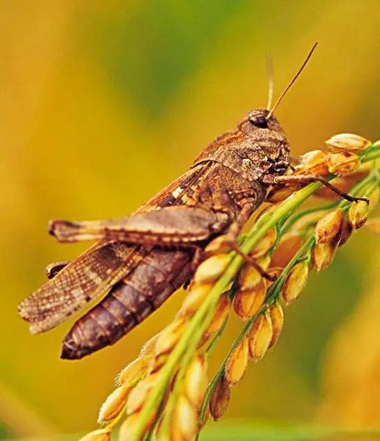 哪些昆虫有三对足两对翅一对触角,什么昆虫是三对足两对翅一对触角