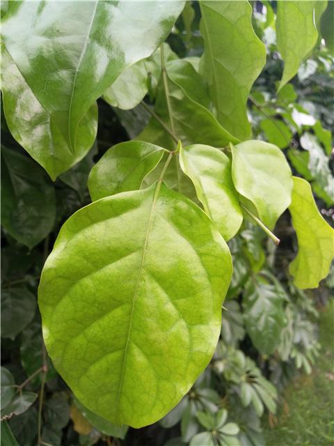 魅族pro6出现症状及维修,魅族pro6发热严重