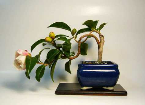 香奈儿山茶花有几种版本,香奈儿喜欢的茶花是什么品种