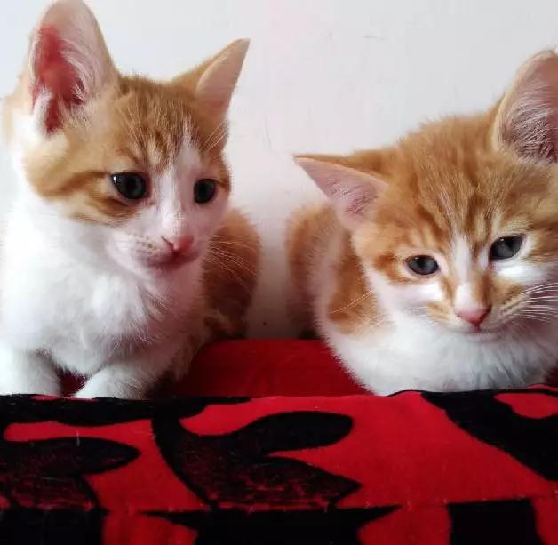 上海领养代替购买,上海领养孩子有补贴吗