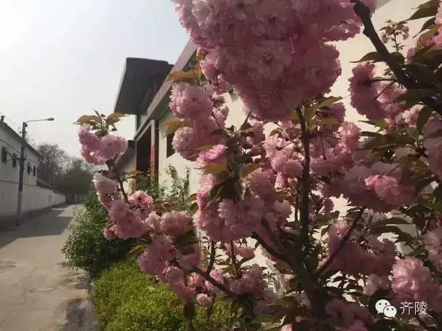 临淄:特色小镇的春天——金岭敬仲朱台齐陵