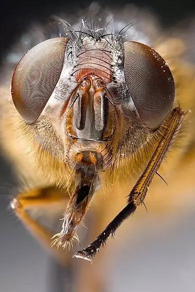 哪些昆虫有三对足两对翅一对触角,什么昆虫是三对足两对翅一对触角