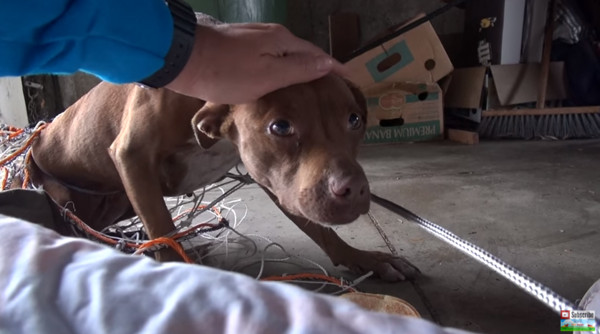 比特犬胆大的好还是胆小的好,比特犬成年了特别胆小怎么办