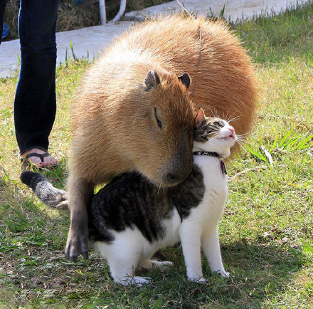 人见人爱车见车载花见花开,人见人爱花见花开车见车英文