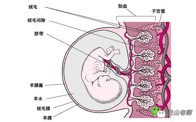 史上最权威，最科学，最准确识别胎儿性别的方法！