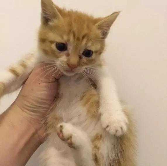 上海领养代替购买,上海领养孩子有补贴吗