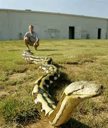 世界上最大的网纹巨蟒图片,世界上最大的网纹蟒蛇长达8米