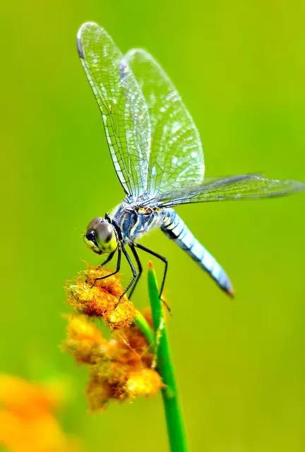什么昆虫六条腿两个牙齿,什么是昆虫昆虫的定义是什么