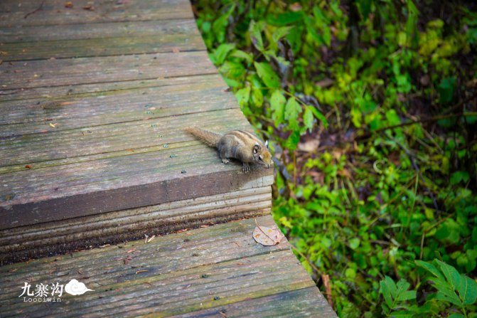 鍛宠暰娴佽繛蹇樿繑,鍛宠暰鐣欐亱