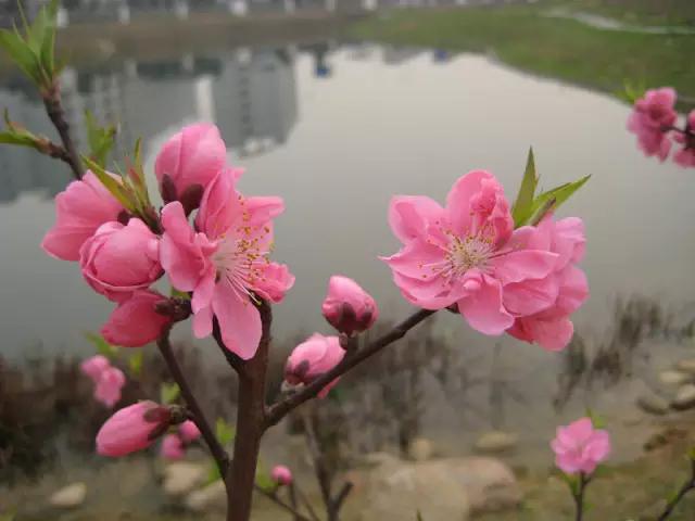 岳麓山最多的植物,岳麓山上的紫色花是什么花