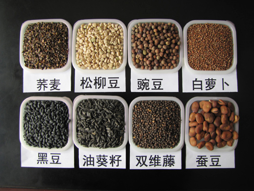 最全的芽苗菜种植技术省钱又生态,芽苗菜在家大量种植