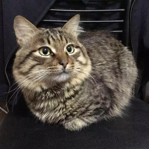 上海领养代替购买,上海领养孩子有补贴吗