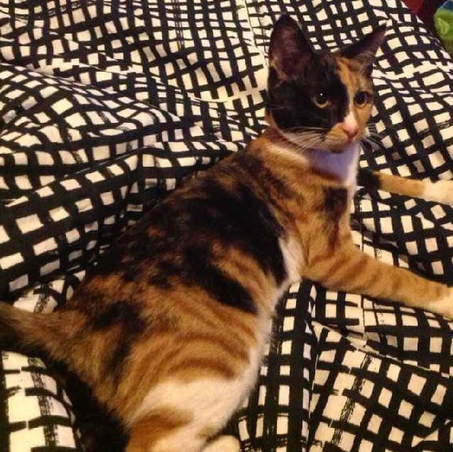 上海领养代替购买,上海领养孩子有补贴吗