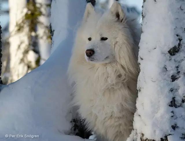 萨摩耶是哪个国家犬种,萨摩耶犬是禁养犬种吗