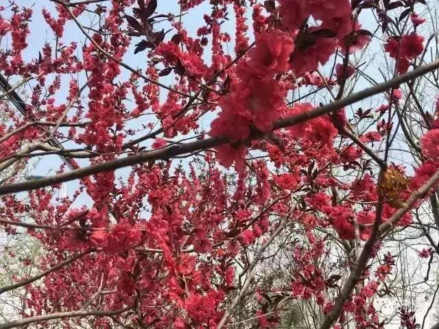 临淄:特色小镇的春天——金岭敬仲朱台齐陵