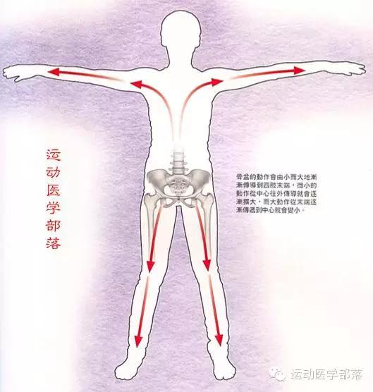 骨盆前移前倾后倾,骨盆前倾与后倾的区别瑜伽视频