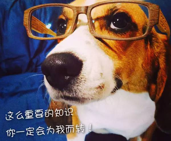 孕妇养狗的心酸经历,养狗怀孕科普