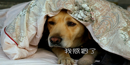 如何区分病毒性和细菌性感冒，感冒初期如何用药