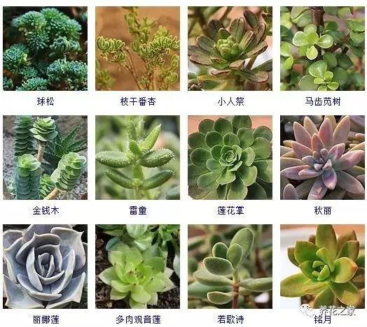 八种常见的多肉植物,215个多肉植物样子