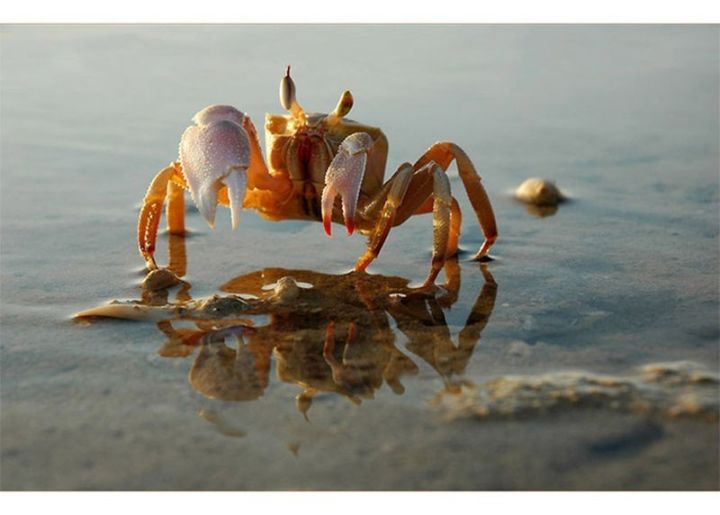 螃蟹真的很贵吗,螃蟹很多但是为什么这么贵