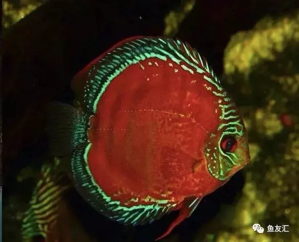 野彩和家彩的饲养区别,野彩到底好不好养