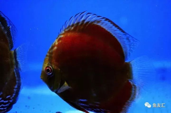 野彩和家彩的饲养区别,野彩到底好不好养