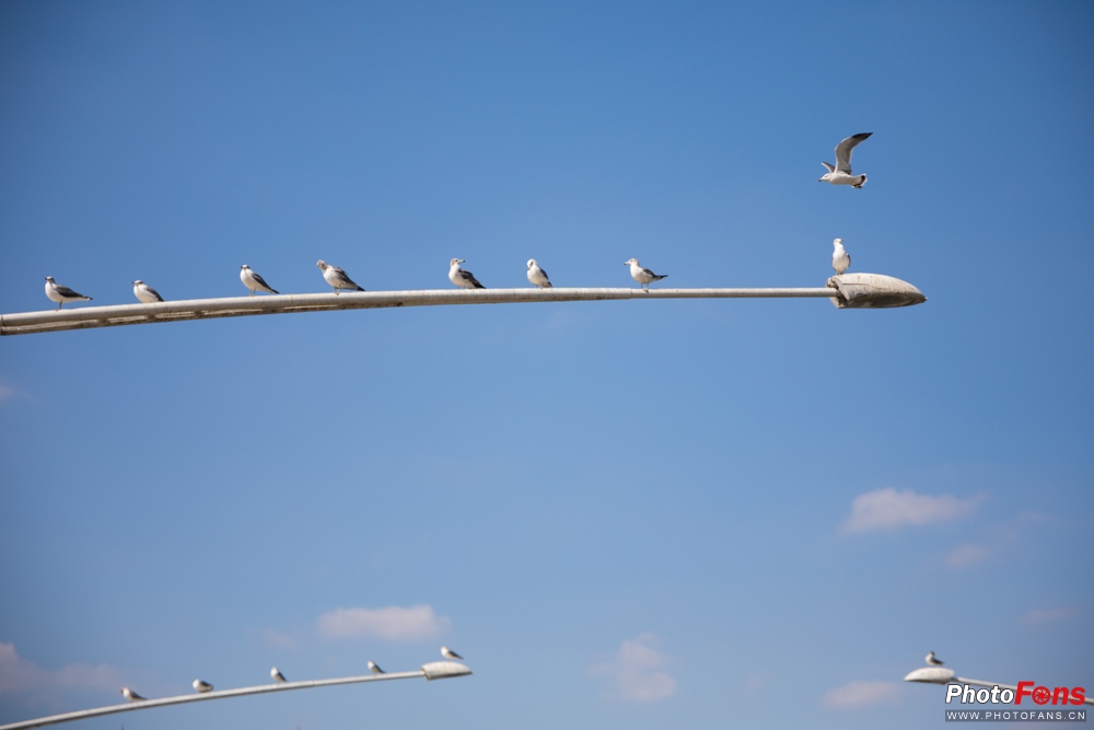 带上跑鞋去旅行,带着马去旅游的车