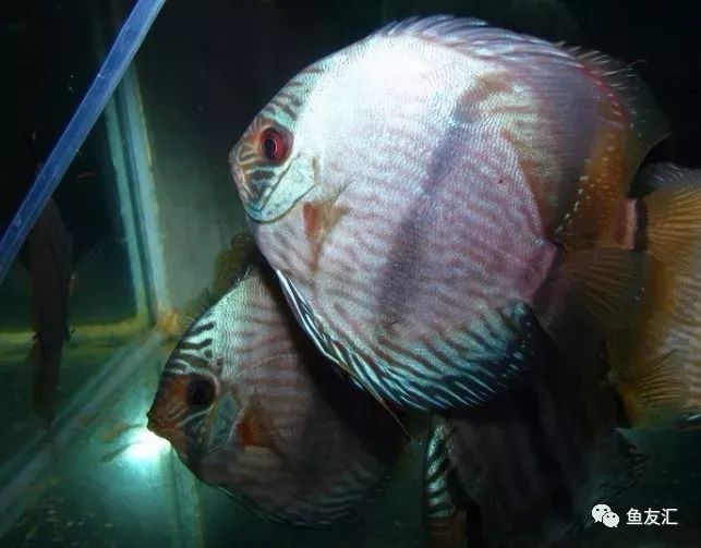 野彩和家彩的饲养区别,野彩到底好不好养