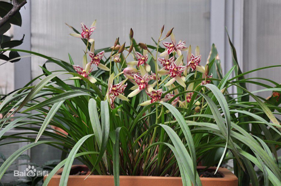 贵州省最名贵十种兰花,蕙兰最名贵十种兰花