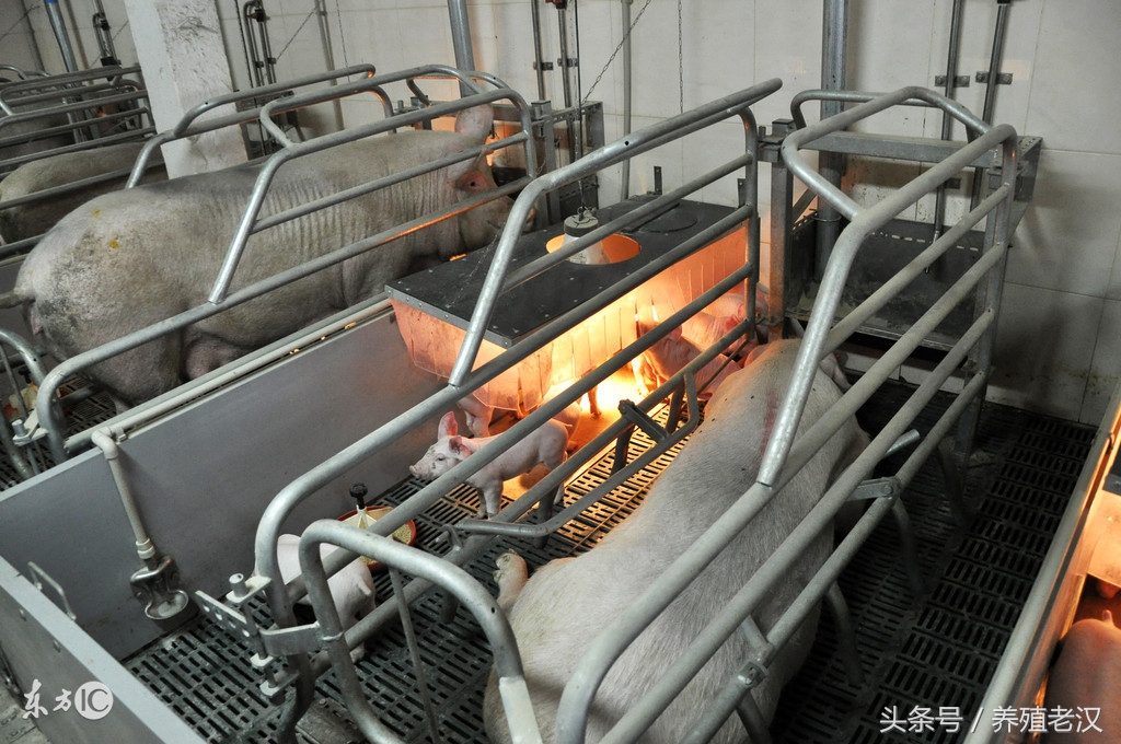 农村养猪：分娩舍饲养管理操作规程