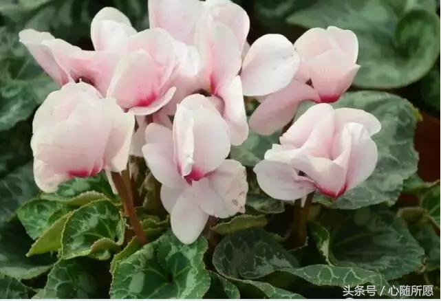 维生素e外用可以淡化胎记吗,美容维生素e