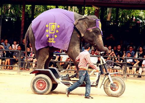 泰国芭提雅旅游景点,来泰国芭提雅必去的8个景点