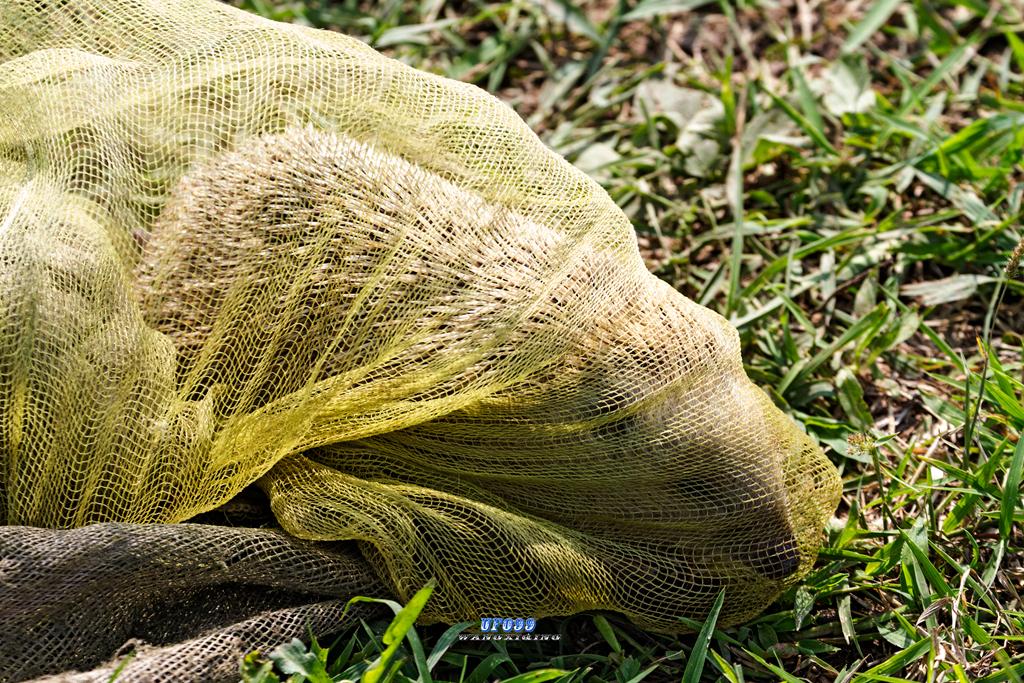 东北五仙刺猬报恩,刺猬仙报恩故事大全