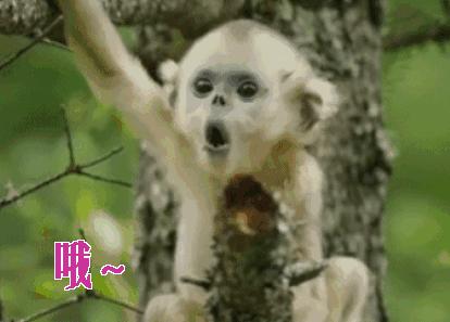 美音和英音考雅思会有影响吗,雅思听力口音是英音还是美音