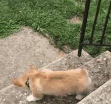 网友家的猫坐键盘上，偶然竟打出这几个字，可以说，细思极恐了！