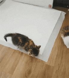 网友家的猫坐键盘上，偶然竟打出这几个字，可以说，细思极恐了！