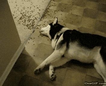 哈士奇原名西伯利亚雪橇犬,西伯利亚雪橇犬是不是就是哈士奇