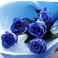 玫瑰花语的准确意思,玫瑰真正的意义