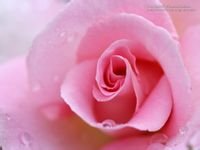 玫瑰花语的准确意思,玫瑰真正的意义