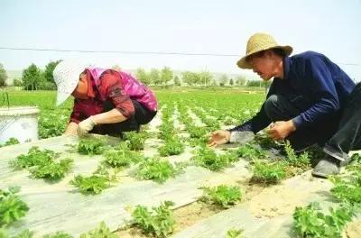 农村现在有哪些扶持项目,农村发展项目国家扶持