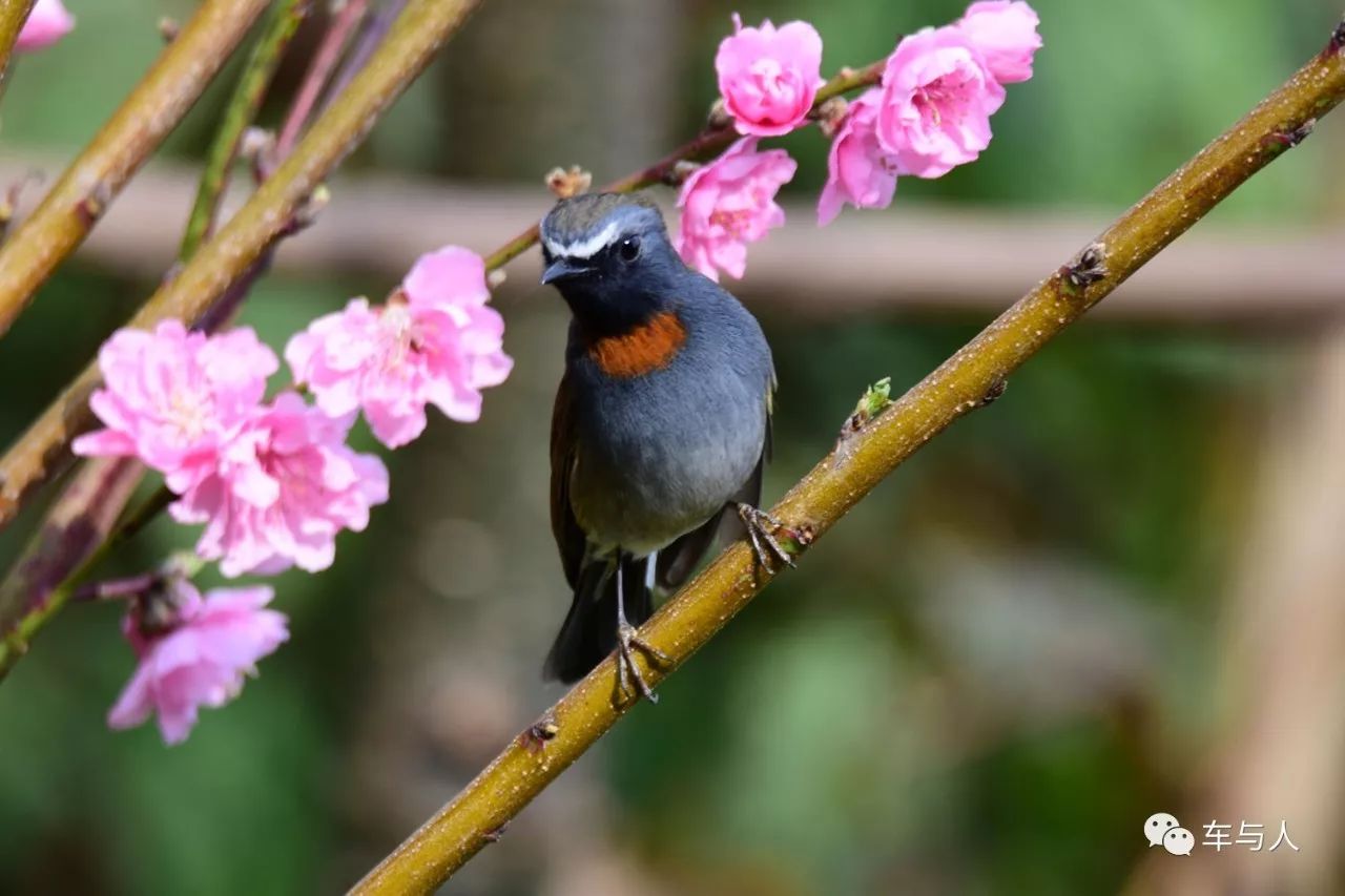 腾冲一个清净古朴的边陲小城,腾冲避暑旅居推荐